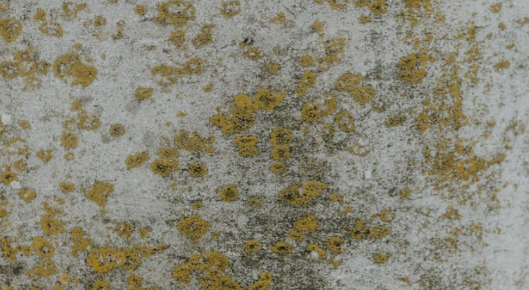 Can Mold Grow on Concrete?